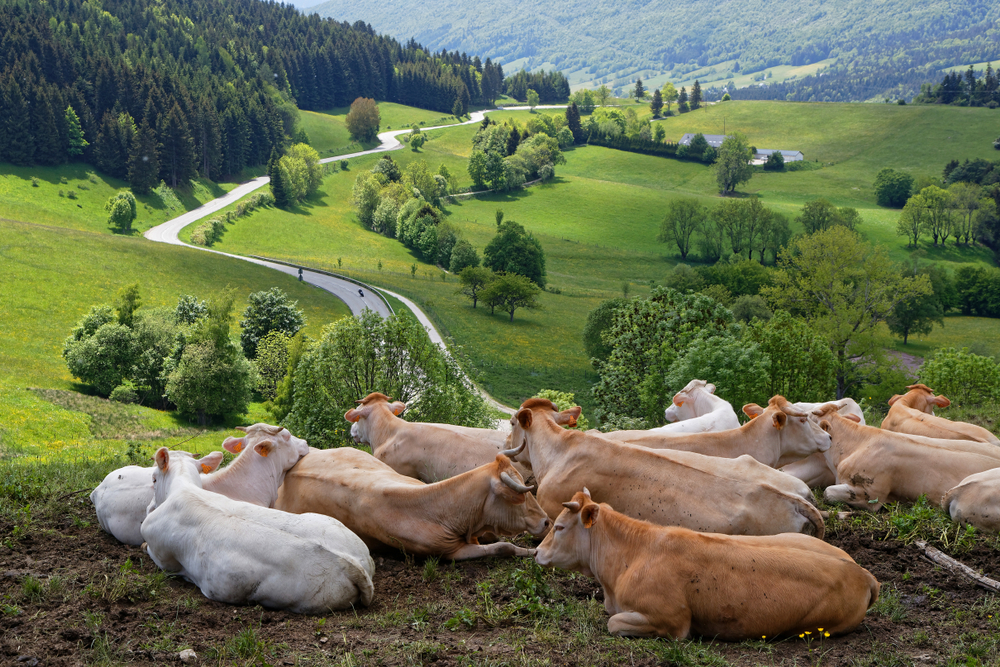 Auvergne-Rhône-Alpes