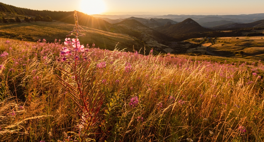 Auvergne-Rhône-Alpes