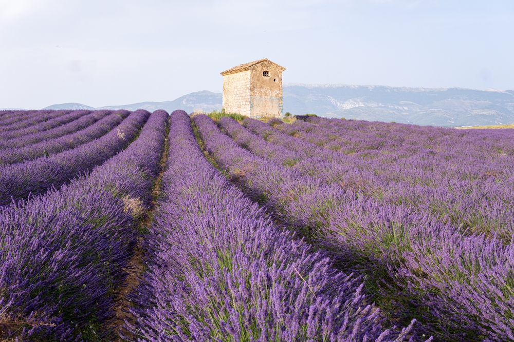 Provence-Alpes-Côte d'Azur