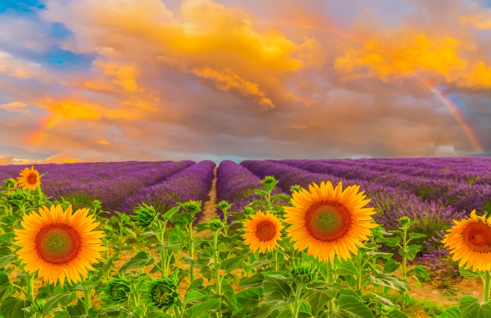 Provence-Alpes-Côte d'Azur